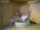 ���� / ��������
