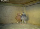 ���� / ��������